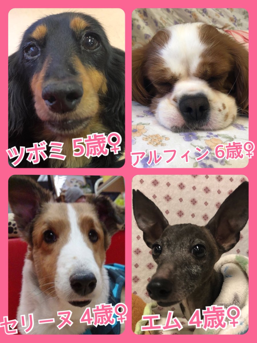 🐾今日の里親様募集中ワンコ🐶メンバーです🐾2019,6,3